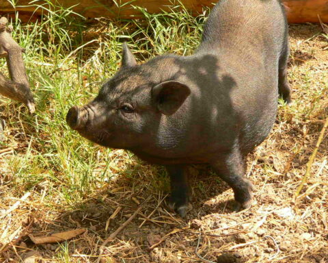 pot-bellied pig who set a house fire