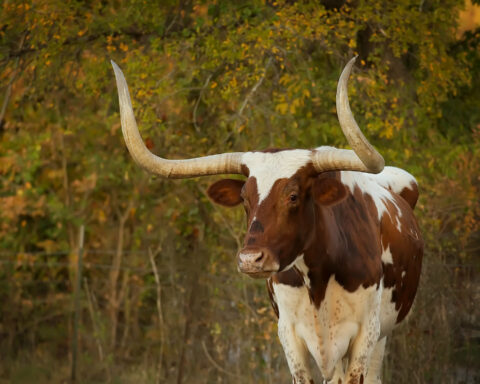 Texas longhorn bull