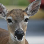 Florida Key deer