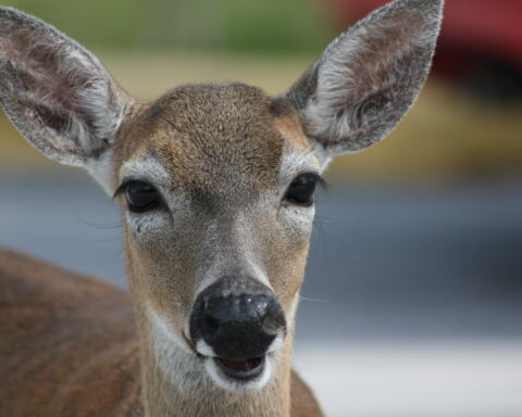 Florida Key deer