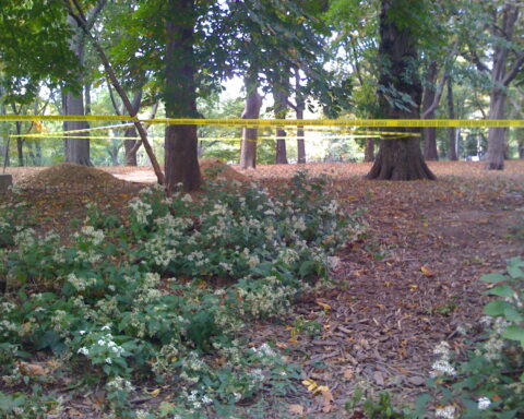 central park crime scene severed body parts