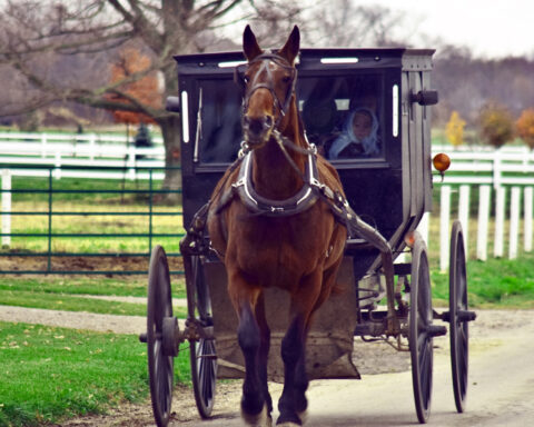 Amish buggy