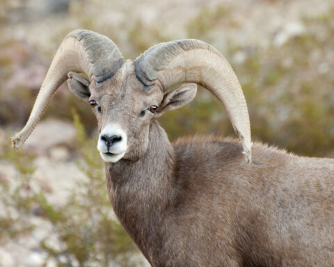 Montana sheep