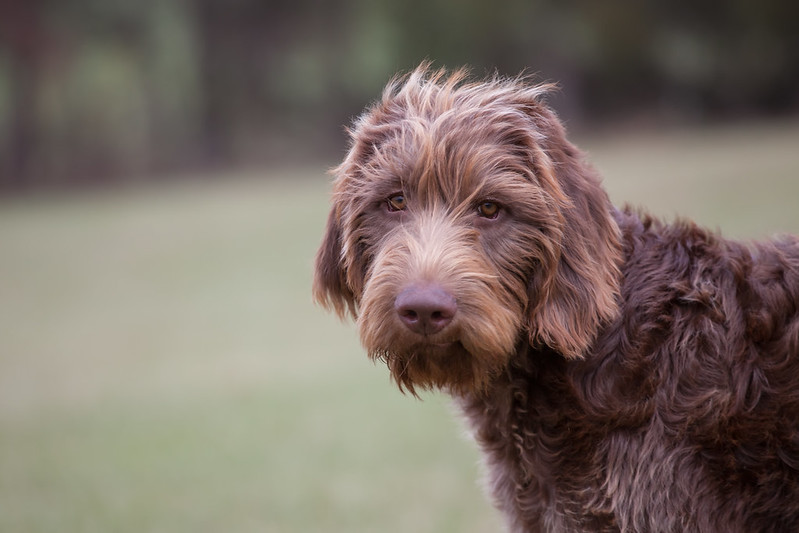 labradoodle - escaped inmate