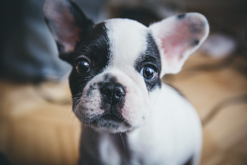 French bulldog - FedEx driver