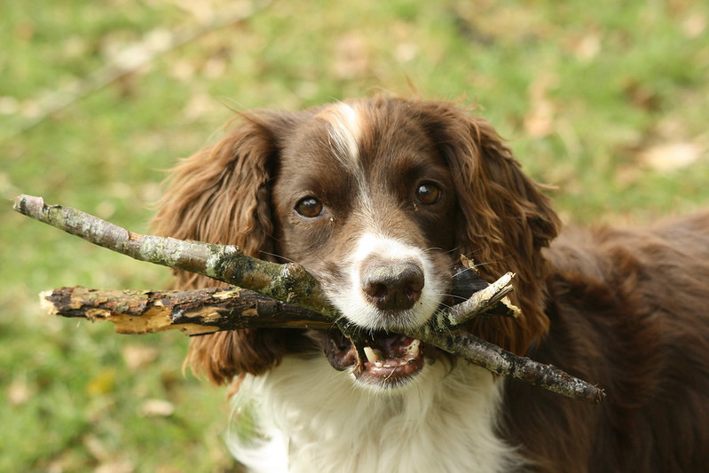 Dog carrying stick - human head