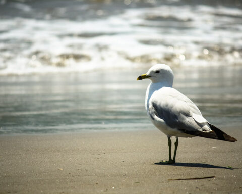 seagulls on the beach