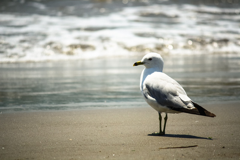 seagulls on the beach