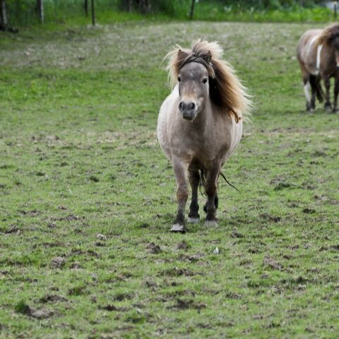 miniature horses - massacring farm animals