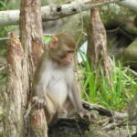 rhesus monkey