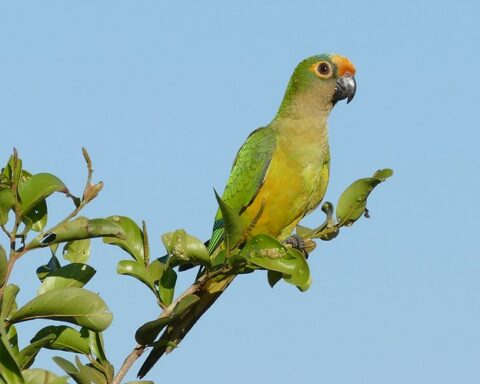 Parakeet