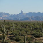 Tonto National Forest