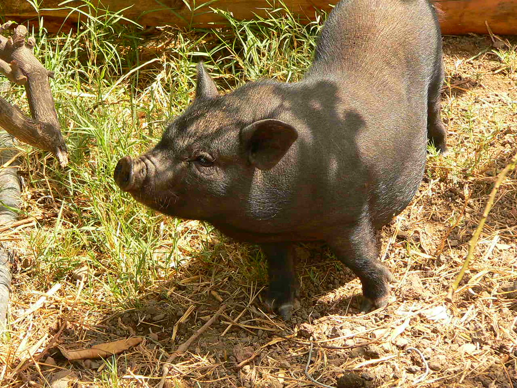 pot-bellied pig who set a house fire