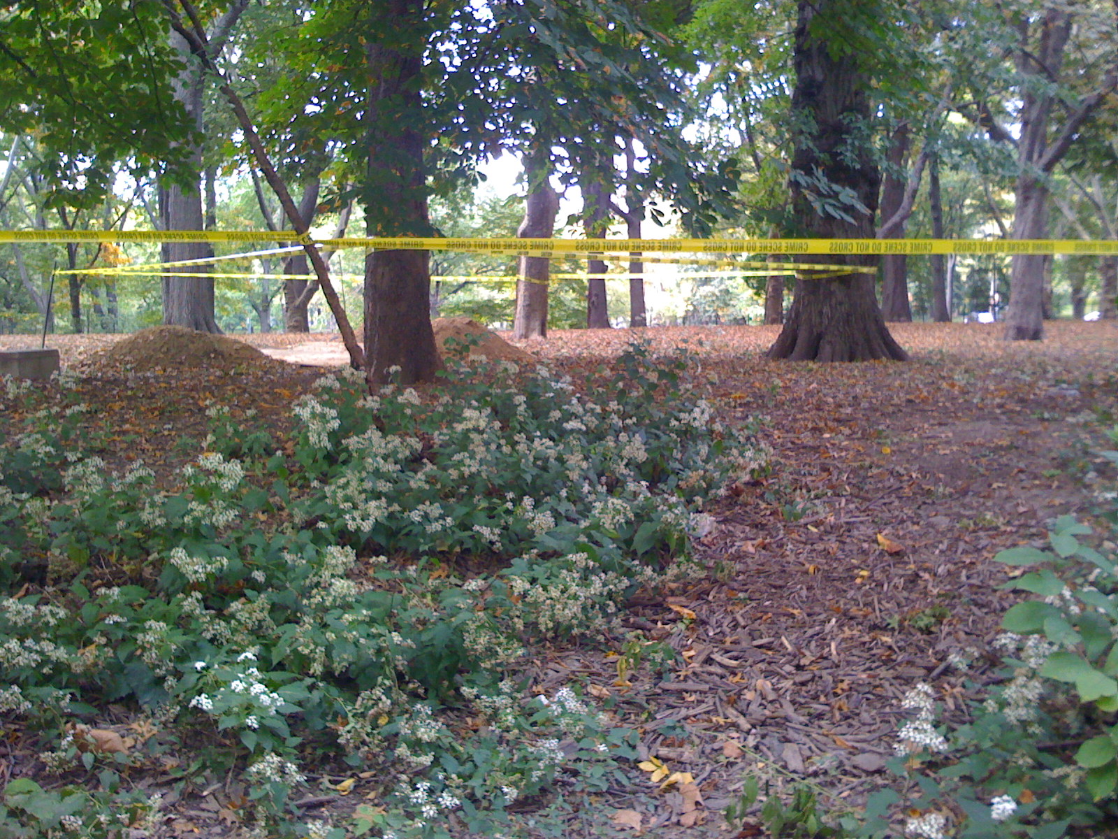 central park crime scene severed body parts