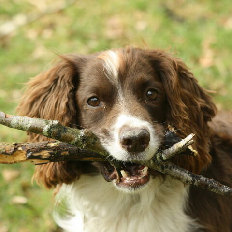 Dog carrying stick - human head