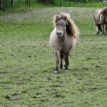 miniature horses - massacring farm animals