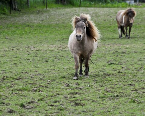 miniature horses - massacring farm animals