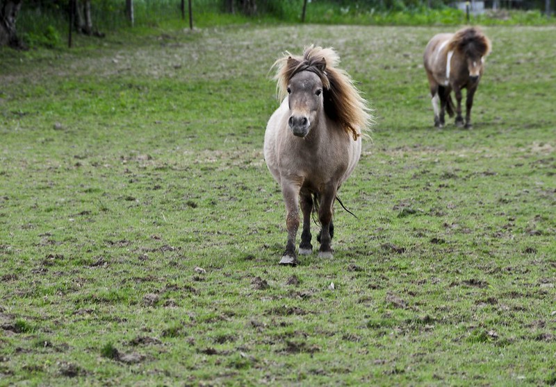 miniature horses - massacring farm animals