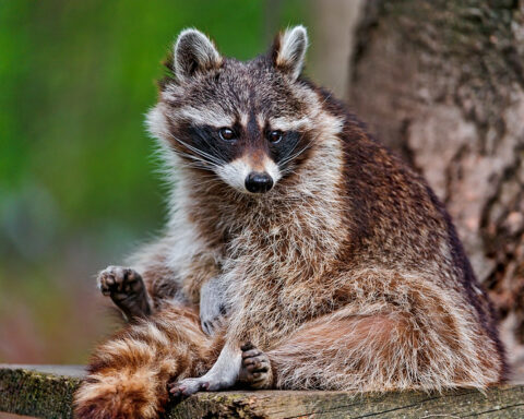 Racoon grooming - Group of raccoons