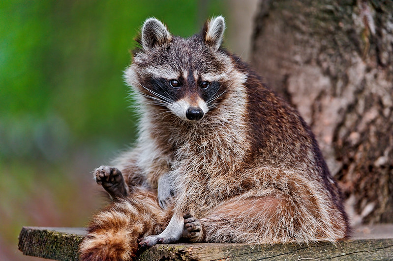 Racoon grooming - Group of raccoons