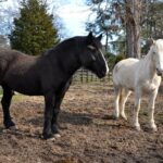 Horses - California woman