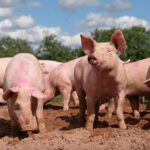 pig farm - woman mauled to death by pigs