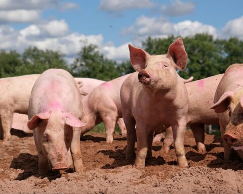 pig farm - woman mauled to death by pigs