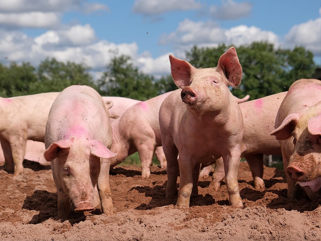 pig farm - woman mauled to death by pigs