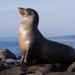 Sea lion Ventura beach