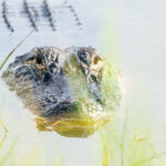 Alligator in water - Alligator bite