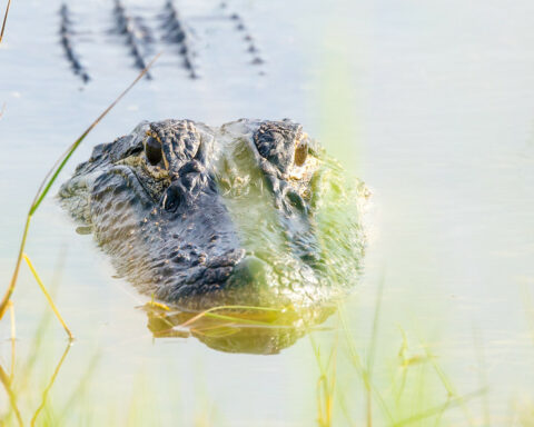 Alligator in water - Alligator bite