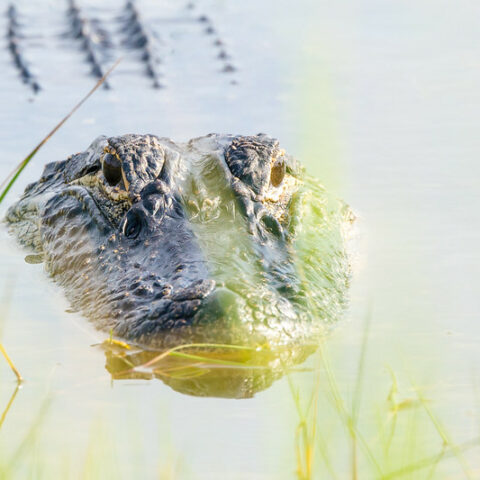 Alligator in water - Alligator bite