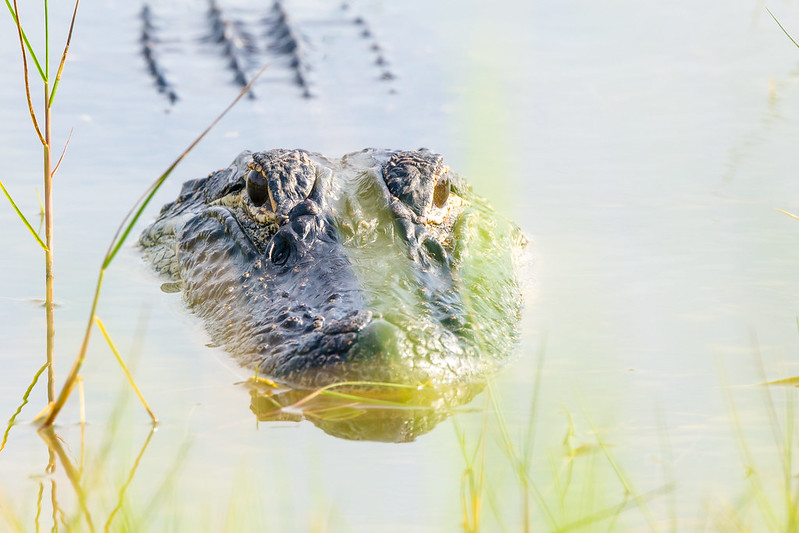 Alligator in water - Alligator bite
