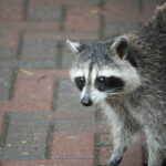 Cops pull over racoon with meth pipe