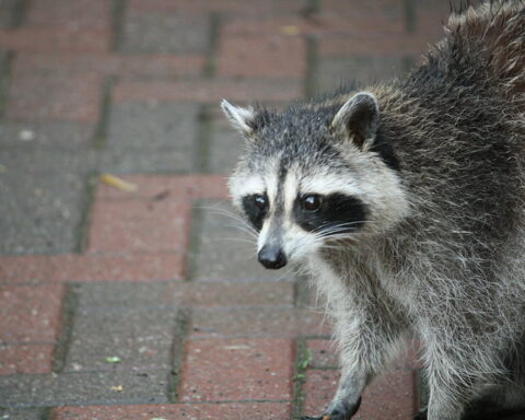 Cops pull over racoon with meth pipe