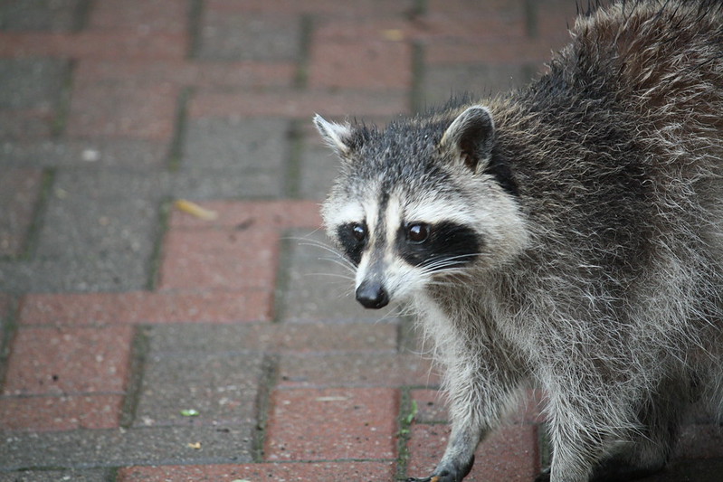 Cops pull over racoon with meth pipe