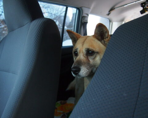 dog in hot car - North Carolina woman