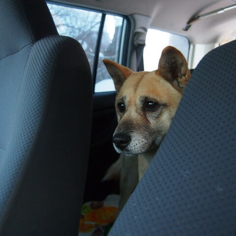 dog in hot car - North Carolina woman