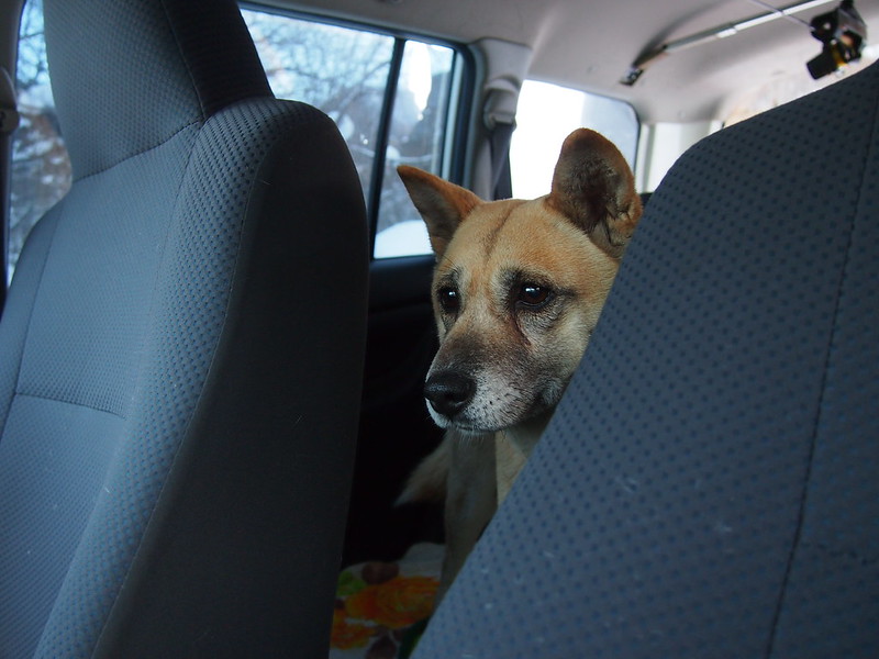 dog in hot car - North Carolina woman