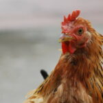 Chicken - criminal charges