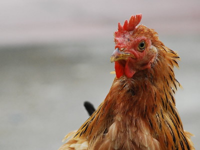 Chicken - criminal charges