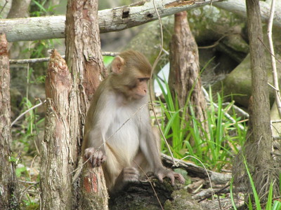 rhesus monkey