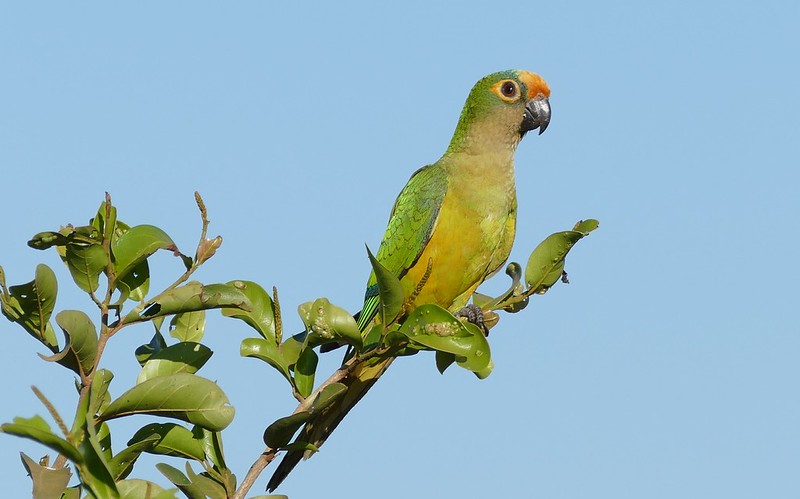 Parakeet