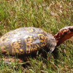 Eastern Box Turtle