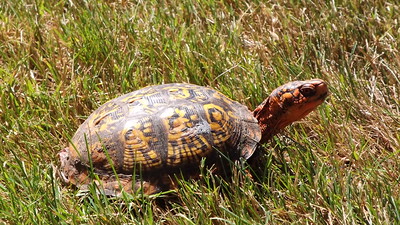 Eastern Box Turtle