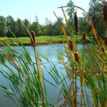 Pond