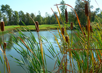 Pond